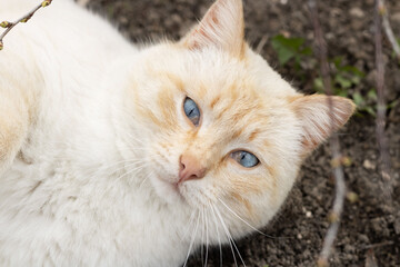white cat with a red muzzle and blue eyes lies on the ground and looks at the viewer. portrait of lying cute cat on the street