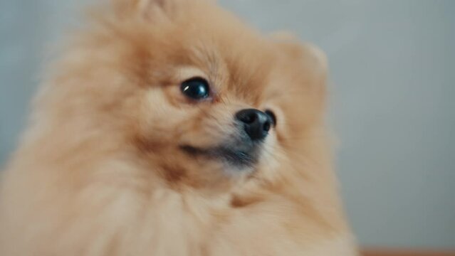portrait of a cute pomeranian dog