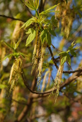 elder maple - Acer Negundo tree blossoming at spring
