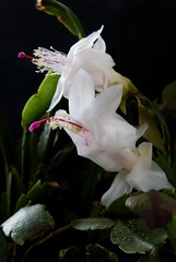 white epifillum flower with red pistil close up