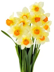 bouquet of yellow daffodils isolated on white