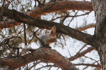 A beautiful young squirrel eats a nut in the forest. Close-up of a squirrel. selective focus. Wild squirrel. City Park