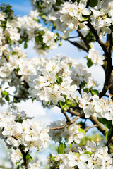 blooming purple decorative apple tree. close up