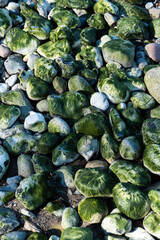 Fototapeta na wymiar Algenbewachsene Steine an einem Strand