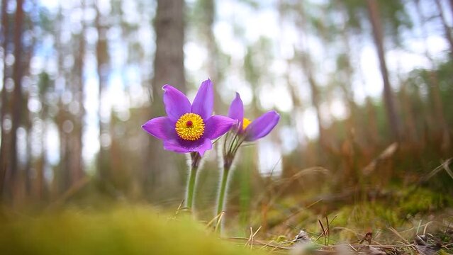 Flower - Pulsatilla patens bloom close up, endangered flower