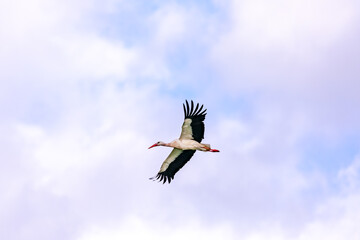 A stork in flight is considered a lucky charm and, according to legend, brings the children