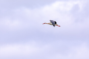 Telephoto of a stork on the fly while gliding, isolated on a cloudy day
