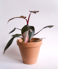 Potted house plant Philodendron pink princess, Philodendron erubescens. Focus on a heart-shaped leaf that is dark green with bubblegum bright pink variegation. Isolated on white background, copyspace.