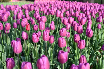  Super-cluster of rows of tulips of all hues and colors . These amazing spring blooms make for spectacular viewing, amongst the worlds greatest tulip collections. A true treat from nature.