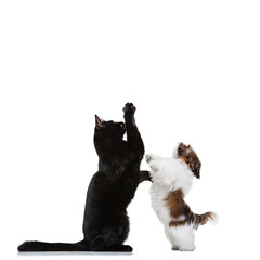 Portrait of beautiful cat and purebred dog isolated on white background. Animal life, friendship, interplay concept. Collage