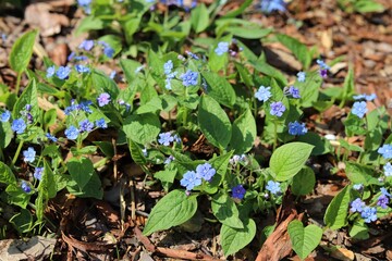 Navelwort, omphalodes verna or creeping navelwort.  Little blue flowers.