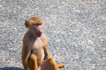 動物園の面白い表情をしているマントヒヒ、猿の赤ちゃん
