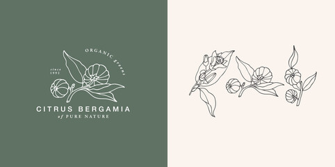 Vector illustration citrus bergamia branch - vintage engraved style. Logo composition in retro botanical style. - obrazy, fototapety, plakaty
