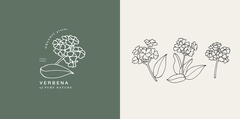 Vector illustration verbena branch - vintage engraved style. Logo composition in retro botanical style.