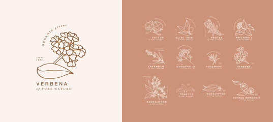 Vector hand drawing linear set of botanical icons and emblems. Design logos with typography for essential oils. Natural cosmetic products.