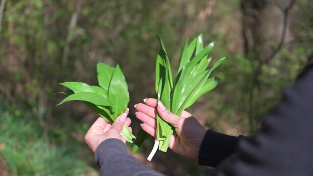 Woman harvesting wild garlic in forest at springtime. Confusion between autumn crocus and wild garlic and the risk of serious poisoning associated with autumn crocus.