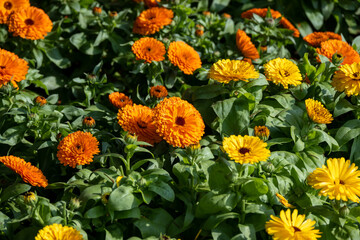 鮮やかに咲いているマーガレット