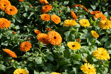 鮮やかに咲いているマーガレット