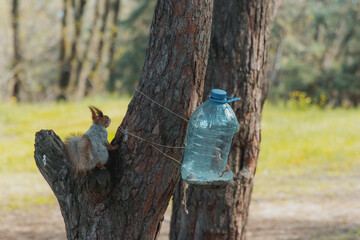 A beautiful young squirrel runs through the forest. Close-up of a squirrel. selective focus. Wild squirrel. City Park