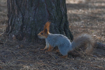 A beautiful young squirrel runs through the forest. Close-up of a squirrel. selective focus. Wild squirrel. City Park