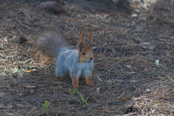 A beautiful young squirrel runs through the forest. Close-up of a squirrel. selective focus. Wild squirrel. City Park