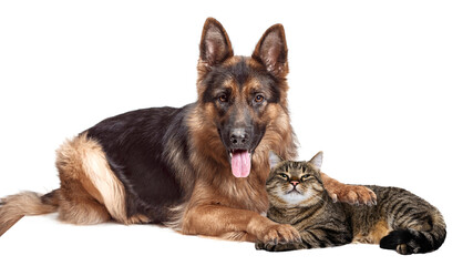 Friends. Portrait of beautiful cat and Shepherd dog lying on floor isolated on white background....