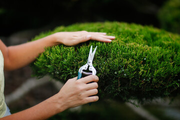 The female hands of a gardener with a pruner cut a juniper in the garden close-up, scissors cuts...