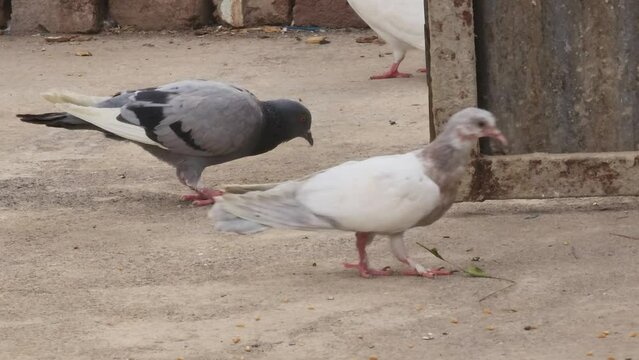 PEGIONS SEARCHING FOOD ON GROUND