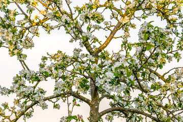 Blooming apple tree in spring