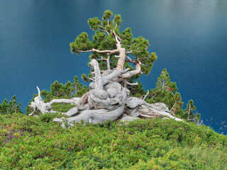 Un arbre contraint au lac de Cap-de-Long