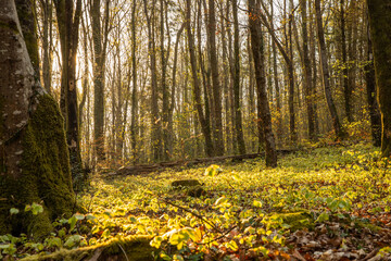 Minwear Woods woodland walk in Pembrokeshire, Wales