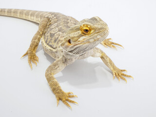 黄色っぽい色合いのフトアゴヒゲトカゲ