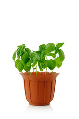 Potted green basil isolated on white background with copy space. Herbs for healthy eating. Vegan and vegetarian food.