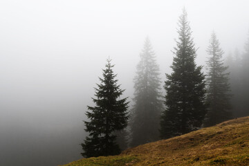 Autumnal grassy hillside of spruce trees diminishing in dense fog