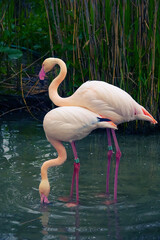 Two beautiful orange-pink flamingos standing in water surrounded by dense marsh vegetation