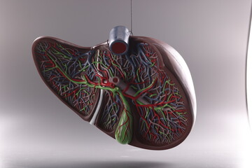 Visual plastic anatomical model of human liver