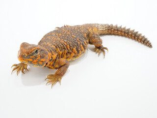 1匹のトゲオアガマ