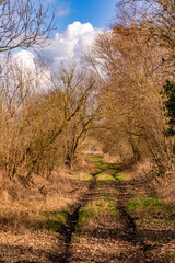 A lonely and idyllic forest path with many colored leaves in an autumnal mood in Germany