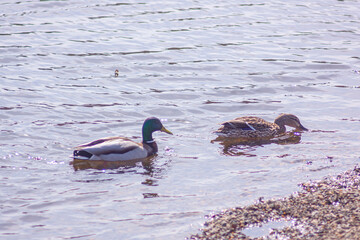 Nizhny Tagil ducks on the Tagil River. April 2022
нижнетагильские утки на реке Тагил. Апрель 2022 