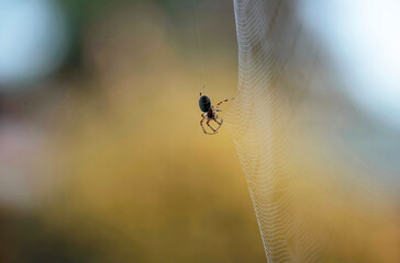 Australian Garden Orb Weaver Spider (Argiope catenulata)
