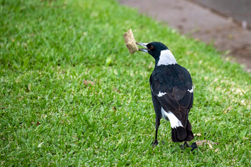 Australian Magpie; Gymnorhina tibicen; Australian bird; bird; wildlife; Nature; Environment; Tree; black; white; white; animal; animals; Sydney; New South Wales; Australia