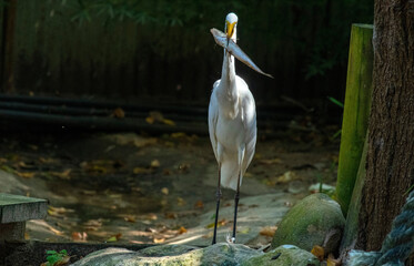 Egret (Ardea alba)