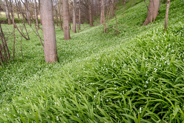 Wild Garlic Flowers in Woodland