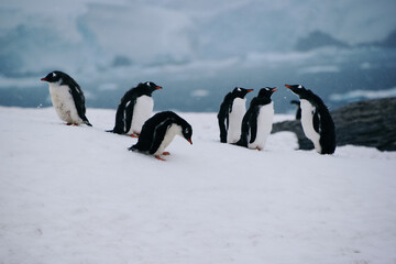 close-up of group of Gentoo penguins at Petermann Island, Antarctica