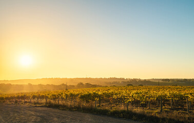 Grapevines in McLaren Vale at sunset, South Australia.
