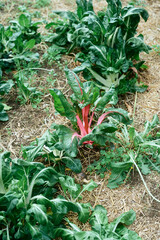 gew&auml;chshaus rundgang