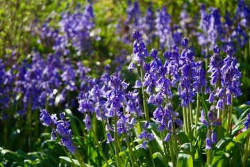 bluebell flowers in the garden