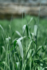 gew&auml;chshaus rundgang