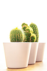cactus thorny succulent plant home plant evergreen indoor flower in a flower pot on the table copy space flora background