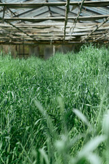 gew&auml;chshaus rundgang